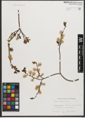 Foto von Salix starkeana Willd.